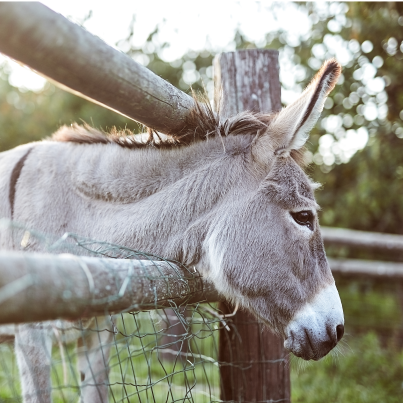 tievishoeve dieren
