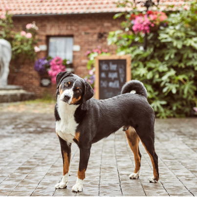 tievishoeve dieren