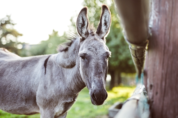 tievishoeve dieren