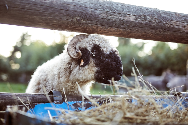 tievishoeve dieren