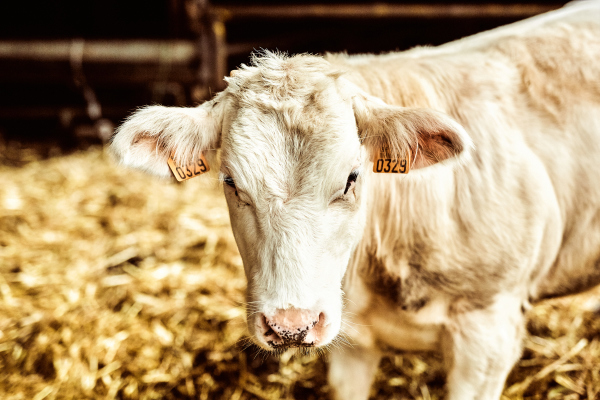 tievishoeve dieren