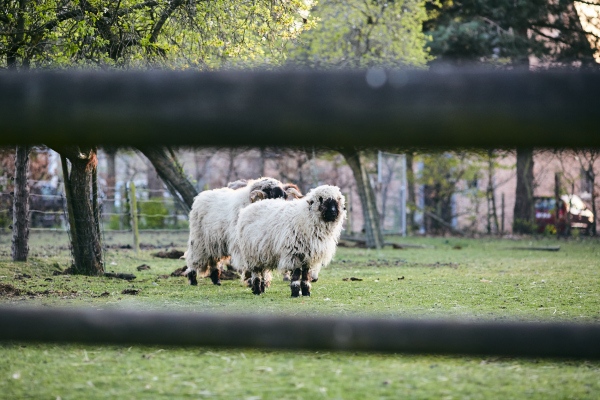 tievishoeve boerderij