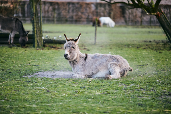 tievishoeve boerderij