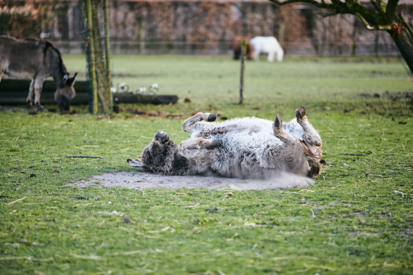 tievishoeve boerderij